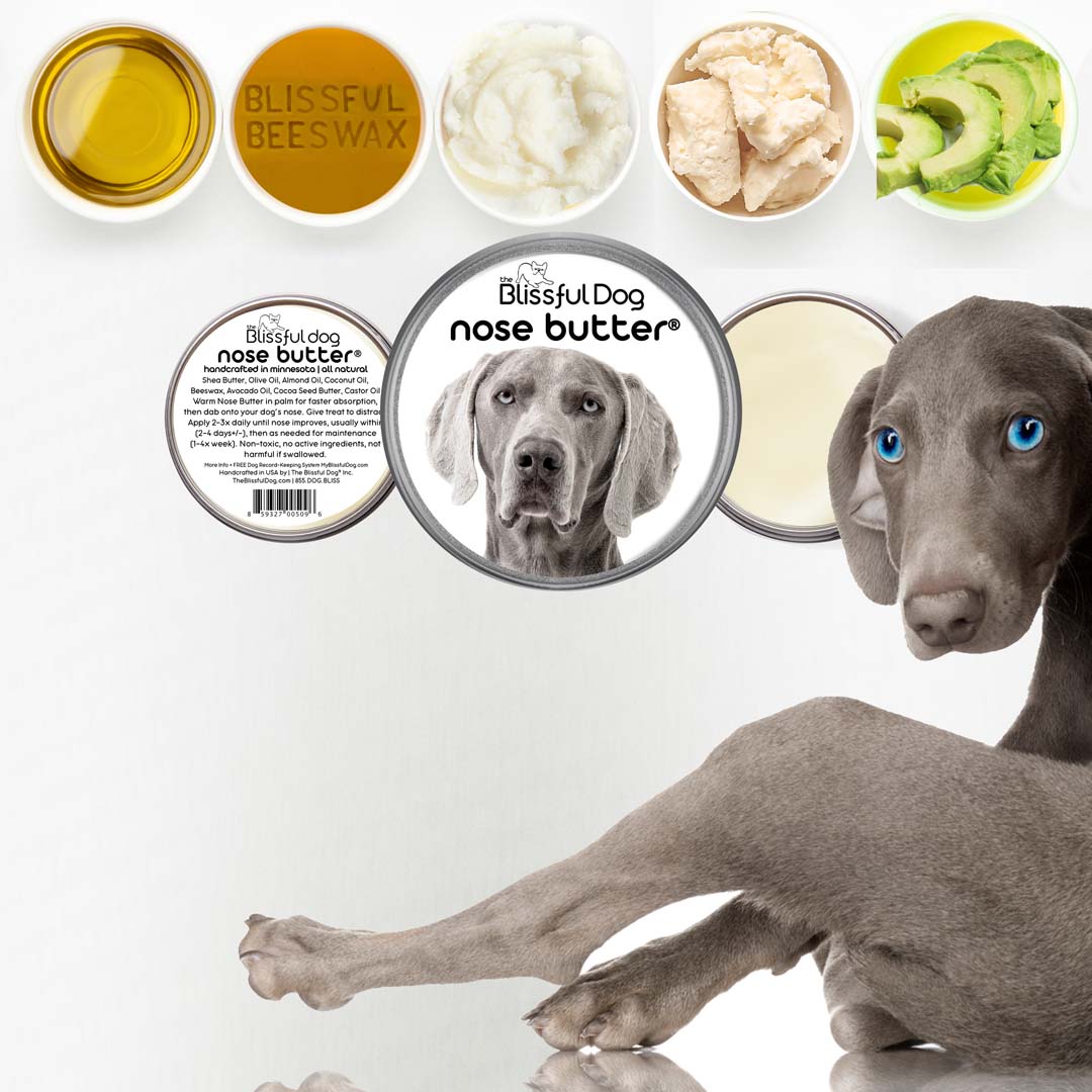 Weimaraner Has Dry Nose
